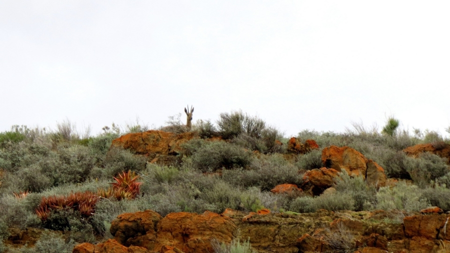 Commercial Property for Sale in Montagu Rural Western Cape